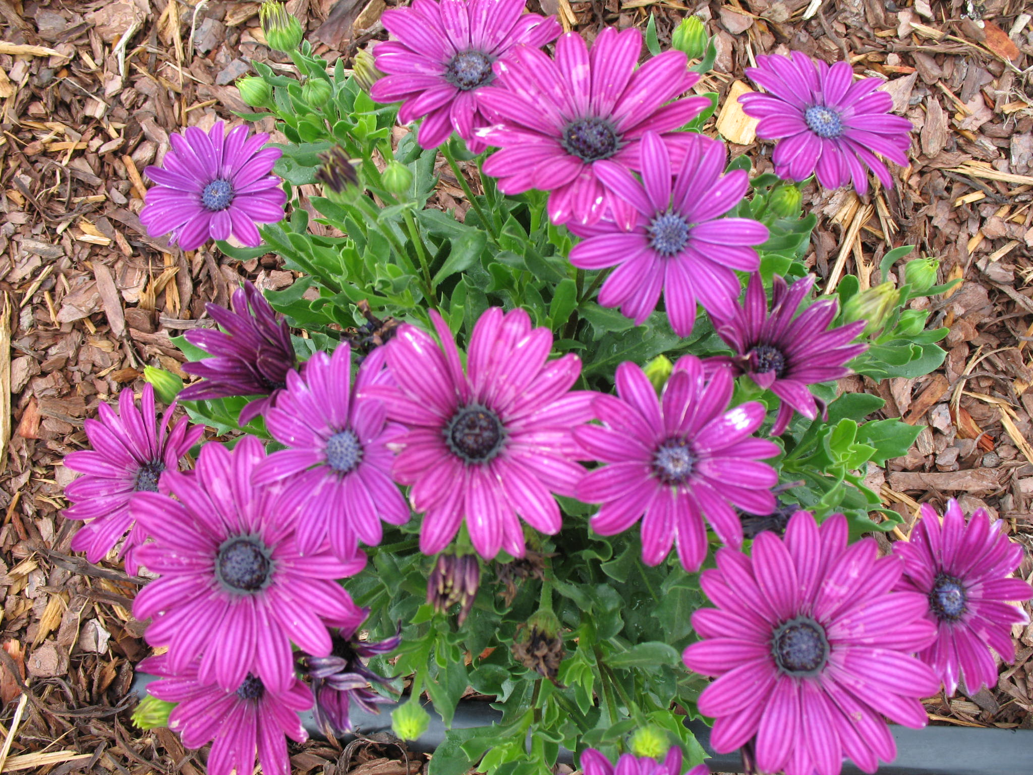 Osteospermum 'Tradewinds Deep Purple'  / Osteospermum 'Tradewinds Deep Purple' 