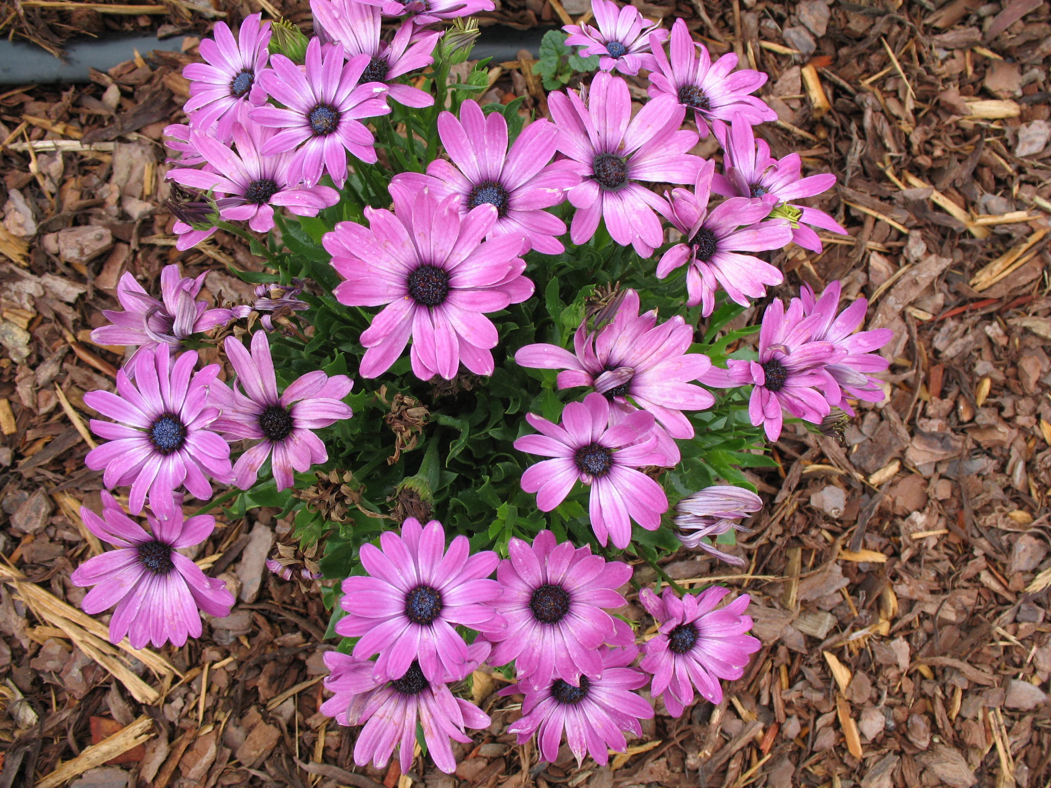 Osteospermum 'Tradewinds Purple Bicolor' / Trade Winds Purple Bicolor Daisy