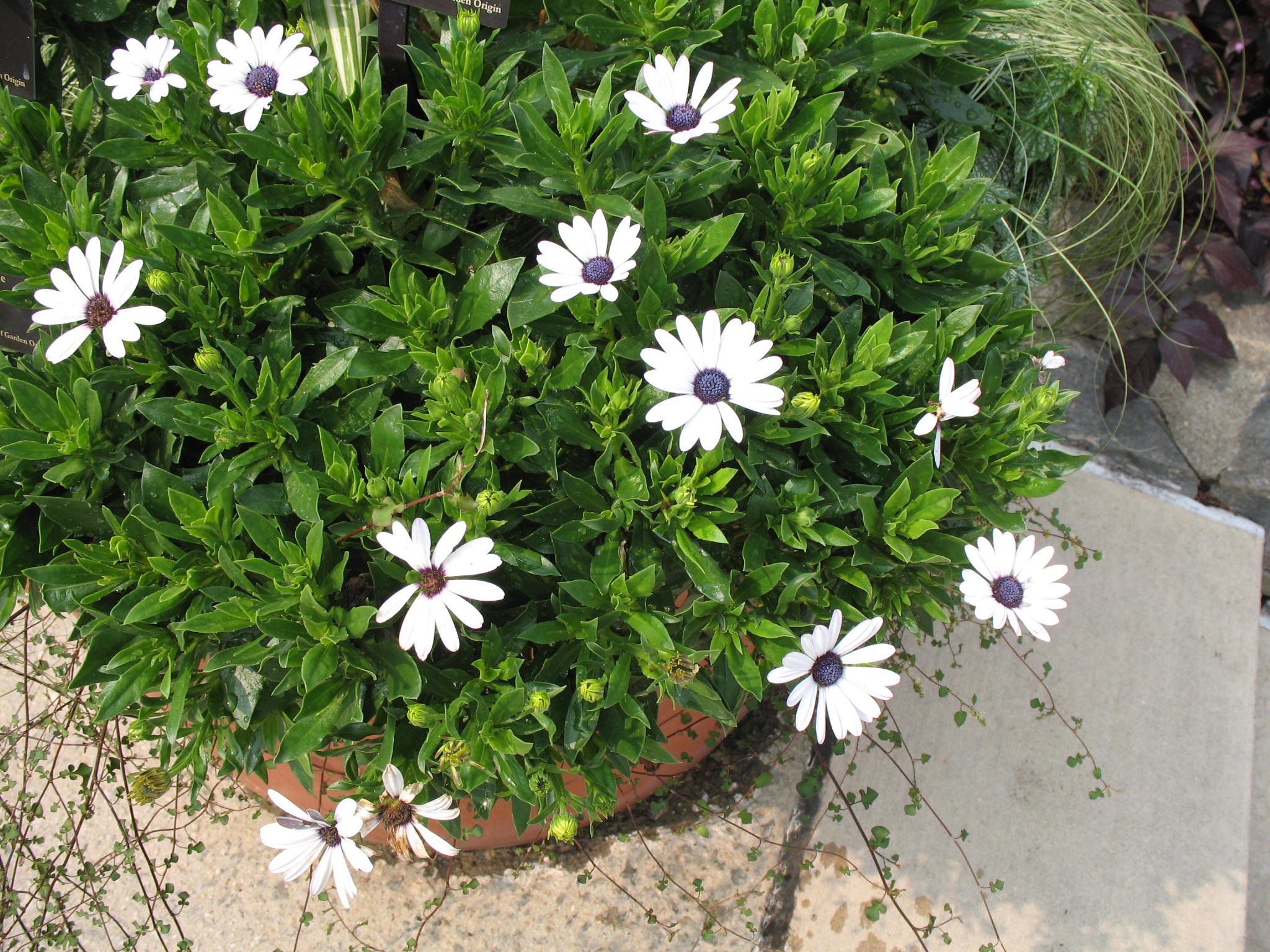 Osteospermum hybrids / African Daisy