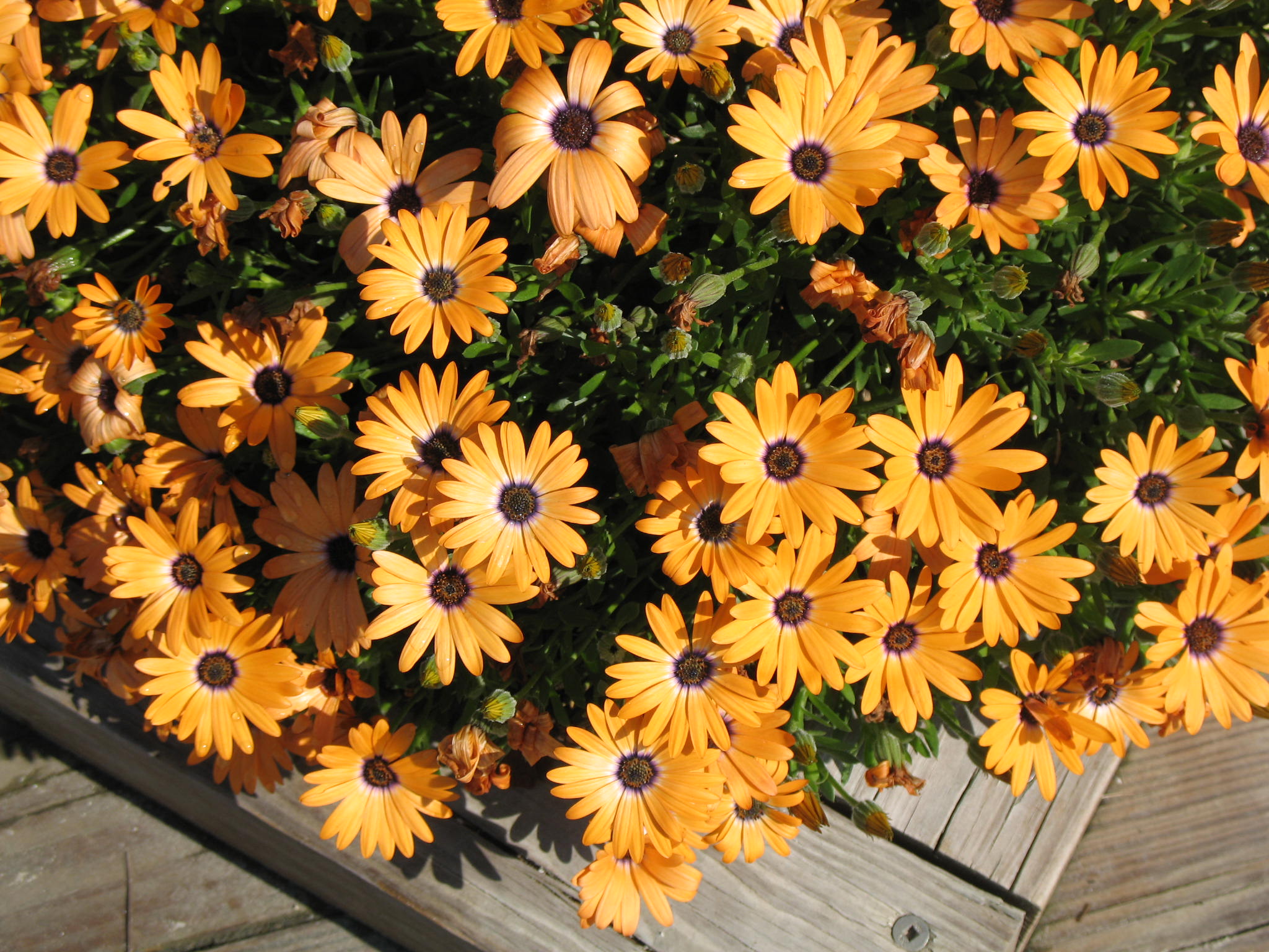 Osteospermum hybrid  / Osteospermum hybrid 