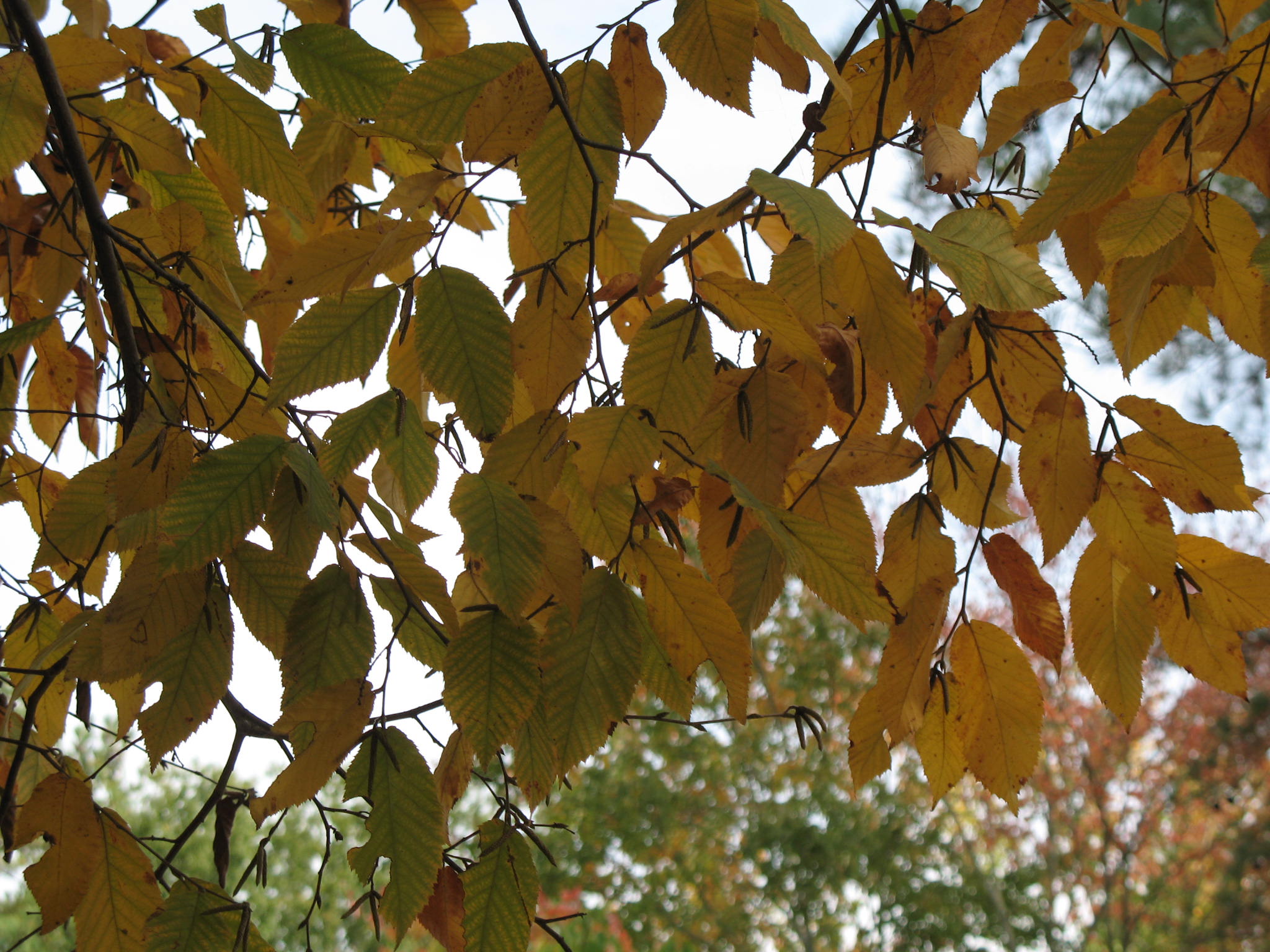 Ostrya virginiana  / American Hop Hornbeam