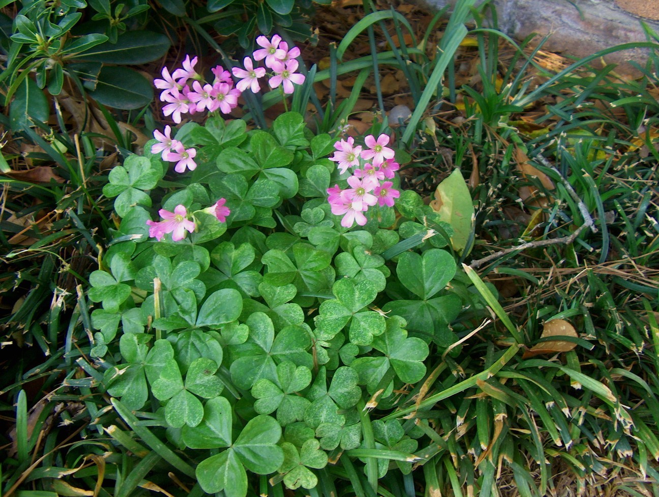 Oxalis crassipes  / Oxalis crassipes 