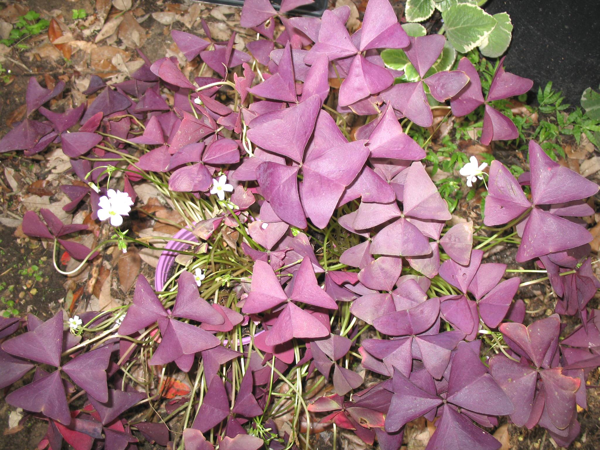 Oxalis purpurea  / Purple Shamrock
