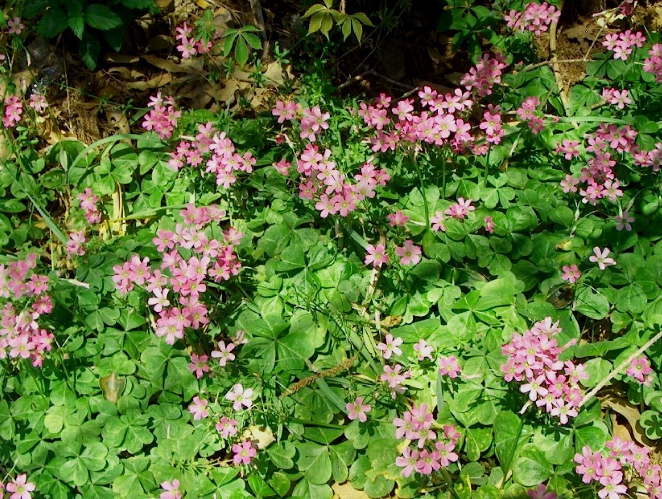 Oxalis violacea  / Violet Wood Sorrel