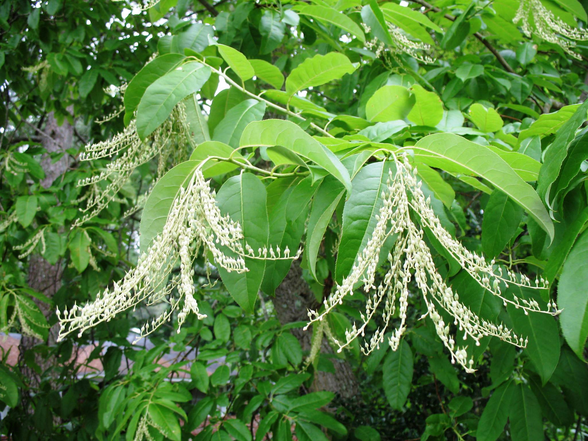 Oxydendrum arboreum  / Sourwood