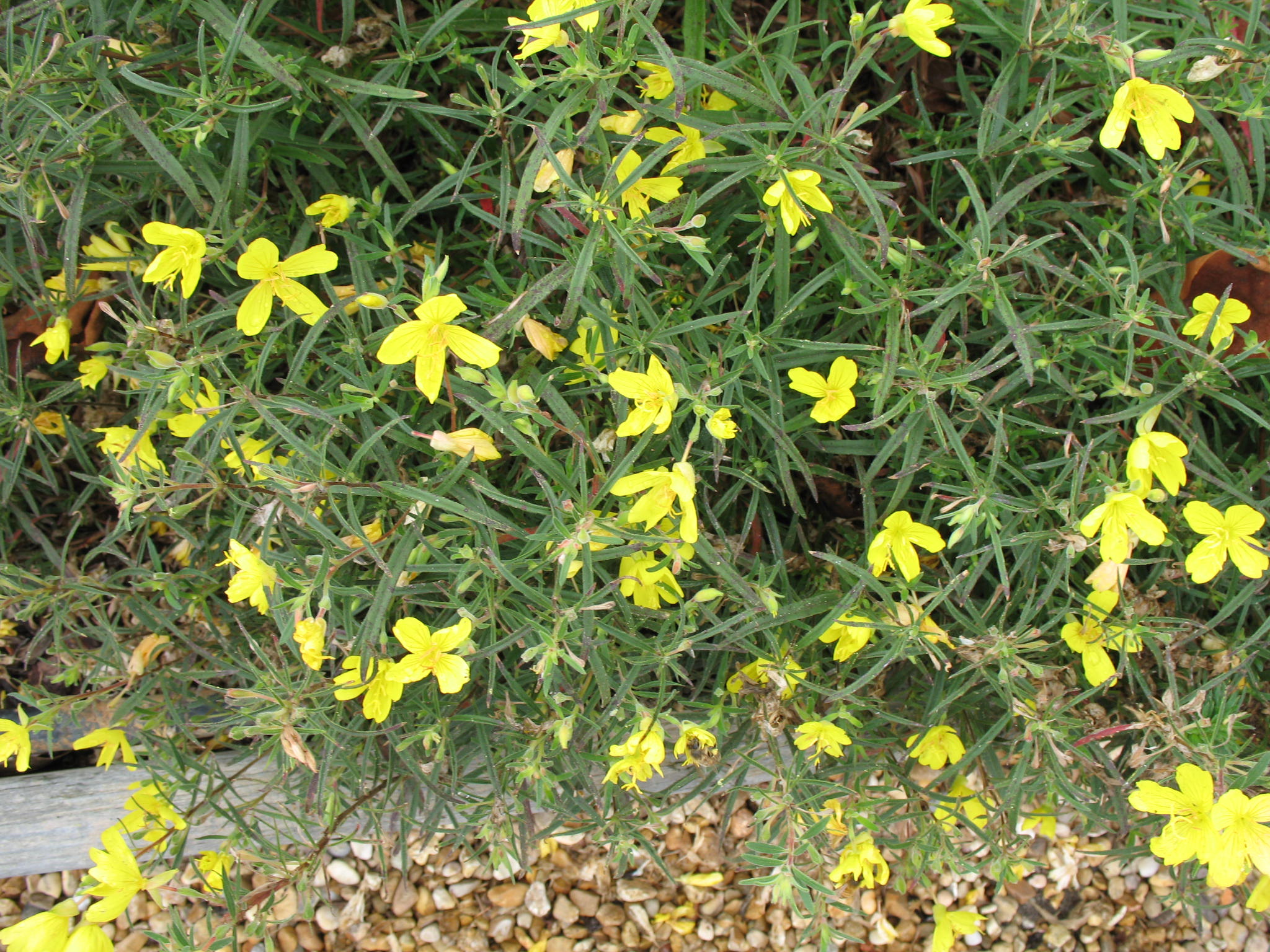 Oenothera 'Innuendo 131'  / Lemon Drop Primrose