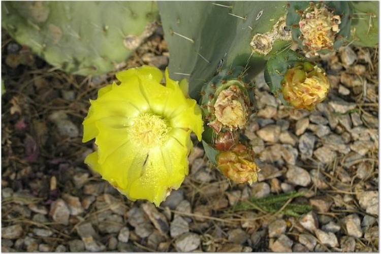 Opuntia violacea var. santa-rita  / Santa-Rita Prickly Pear