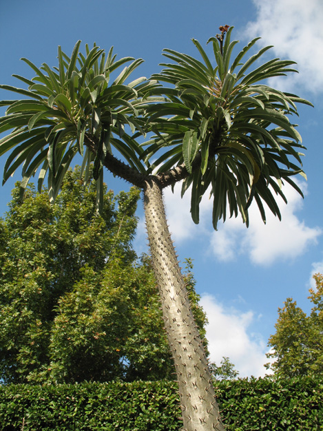 Pachypodium lamerei / Madagascar Palm
