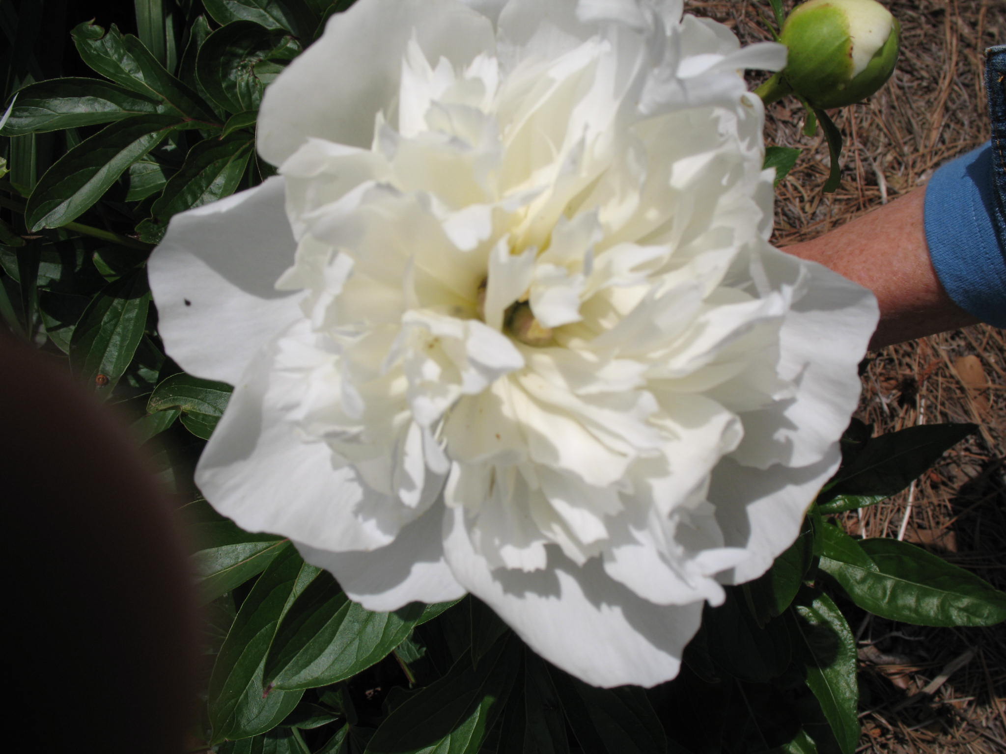 Paeonia 'Festiva Maxima'  / Peony