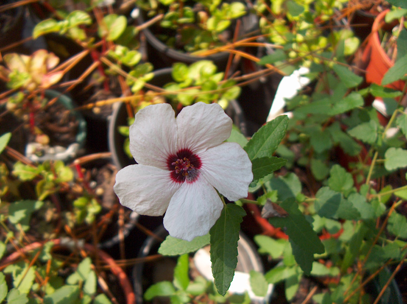 Pavonia braziliensis / Brazilian Rock Rose