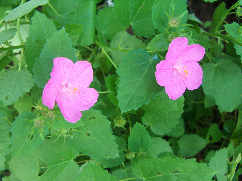 Pavonia lasiopetala  / Pavonia lasiopetala 