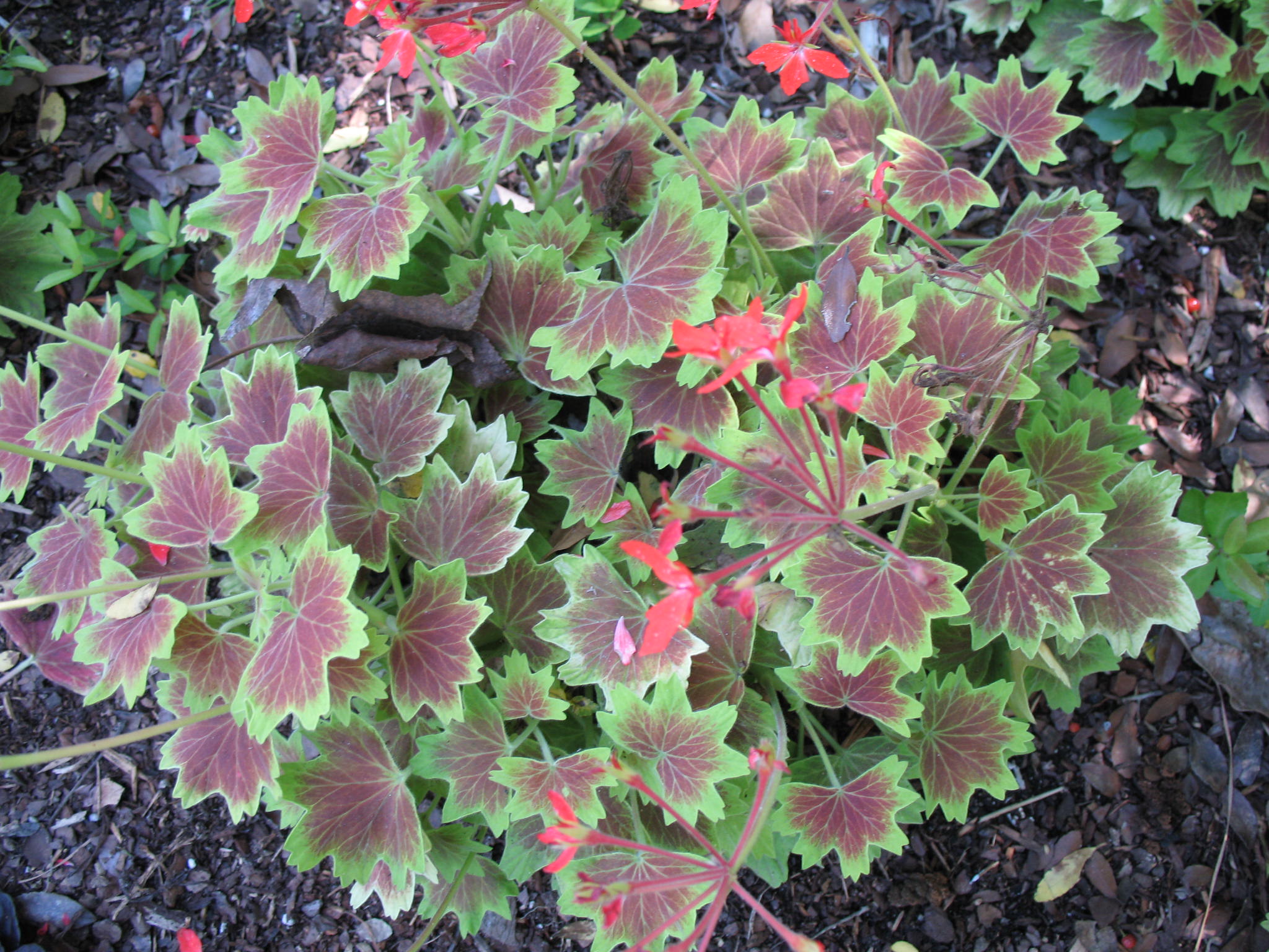 Pelargonium peltatum 'Ragtime'  / Ragtime Ivy-leaf Geranium