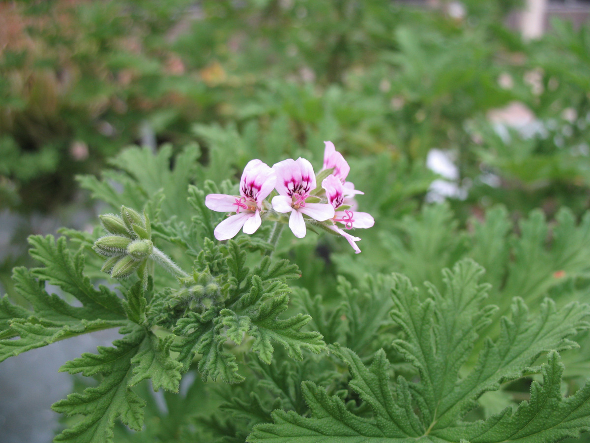 Pelargonium radens 'Citrosa'  / Pelargonium radens 'Citrosa' 