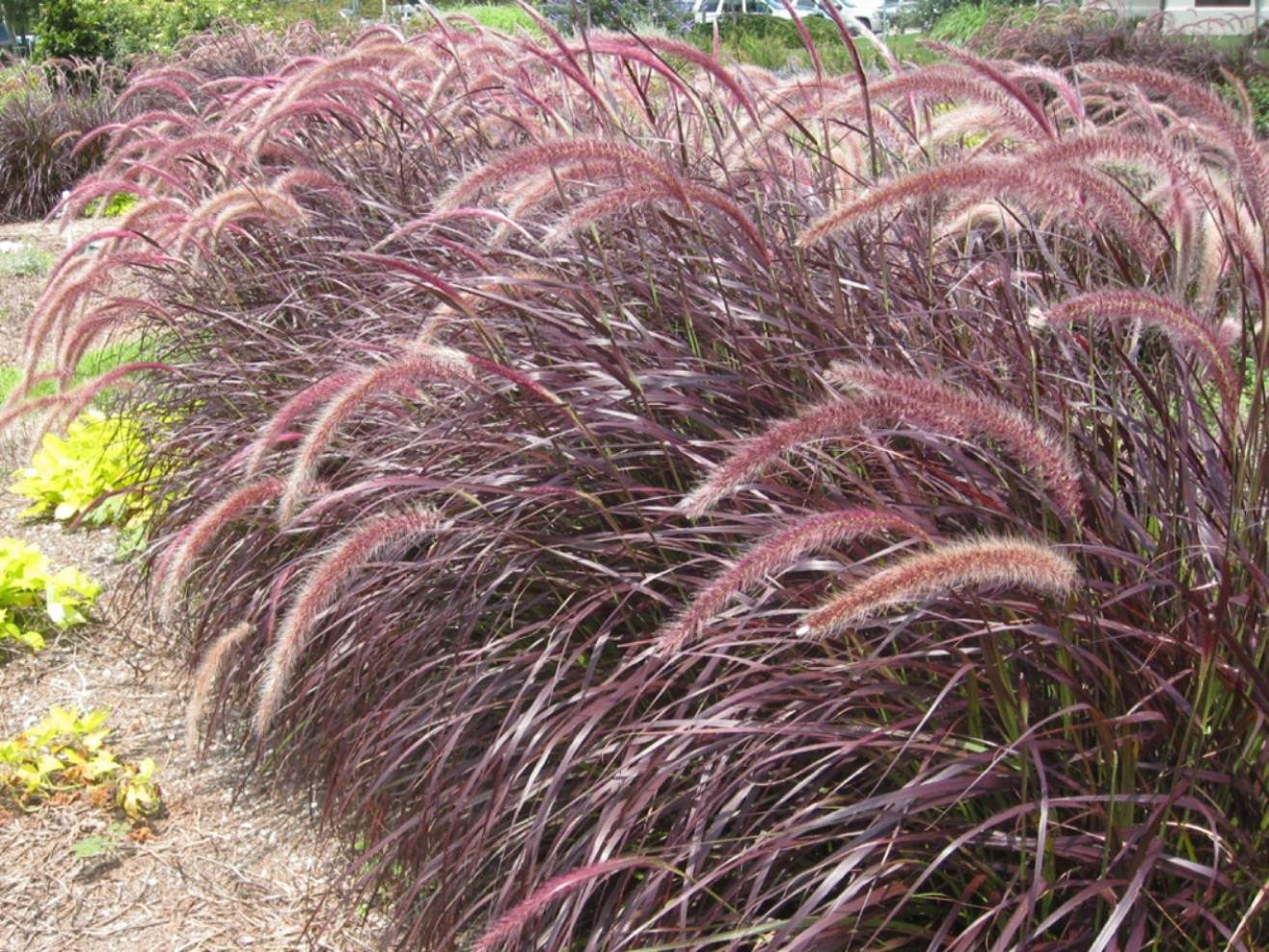 Pennisetum setaceum ‘Purpureum’ / Red Fountain Grass