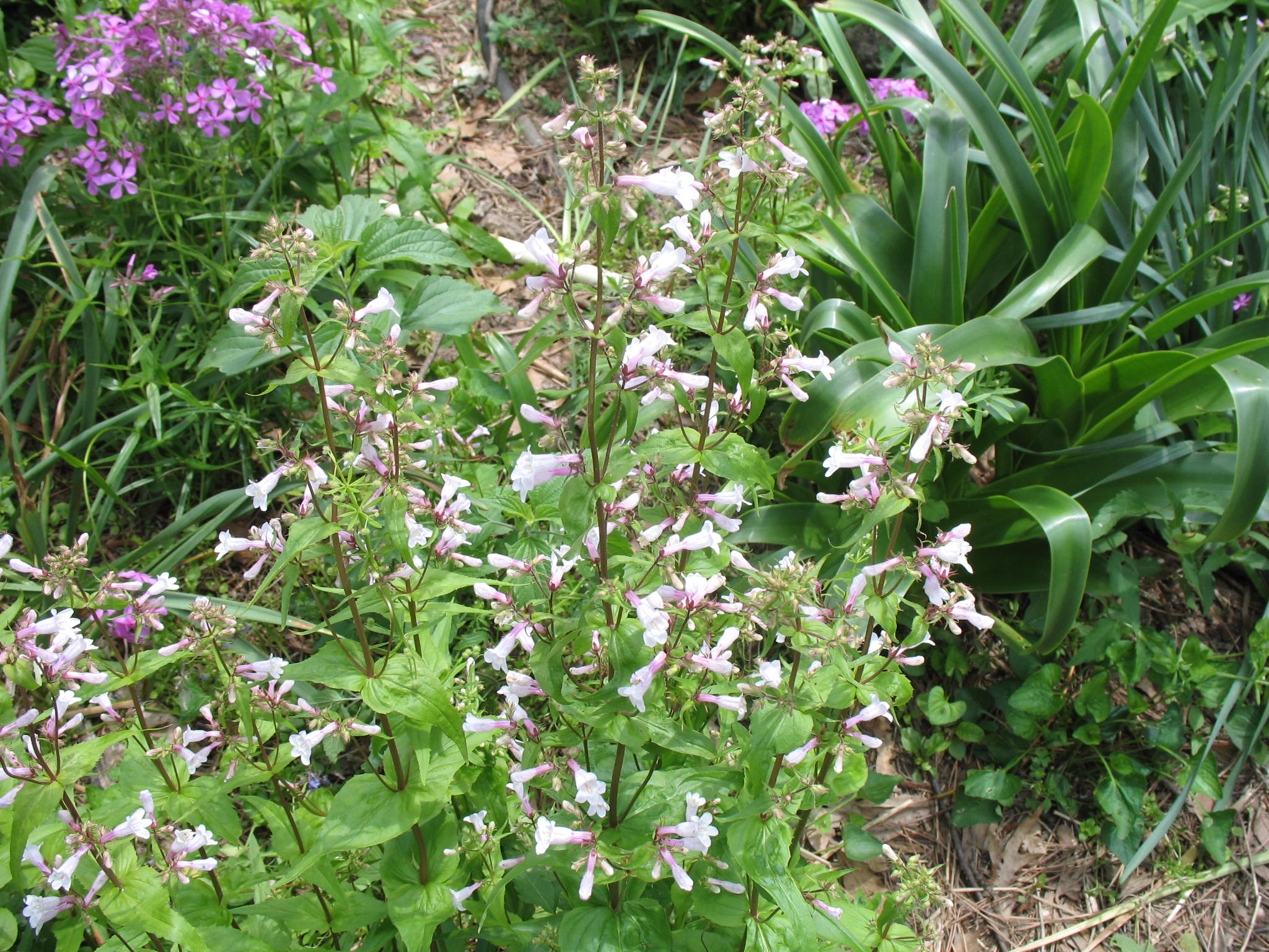 Penstemon species / Native Penstemon