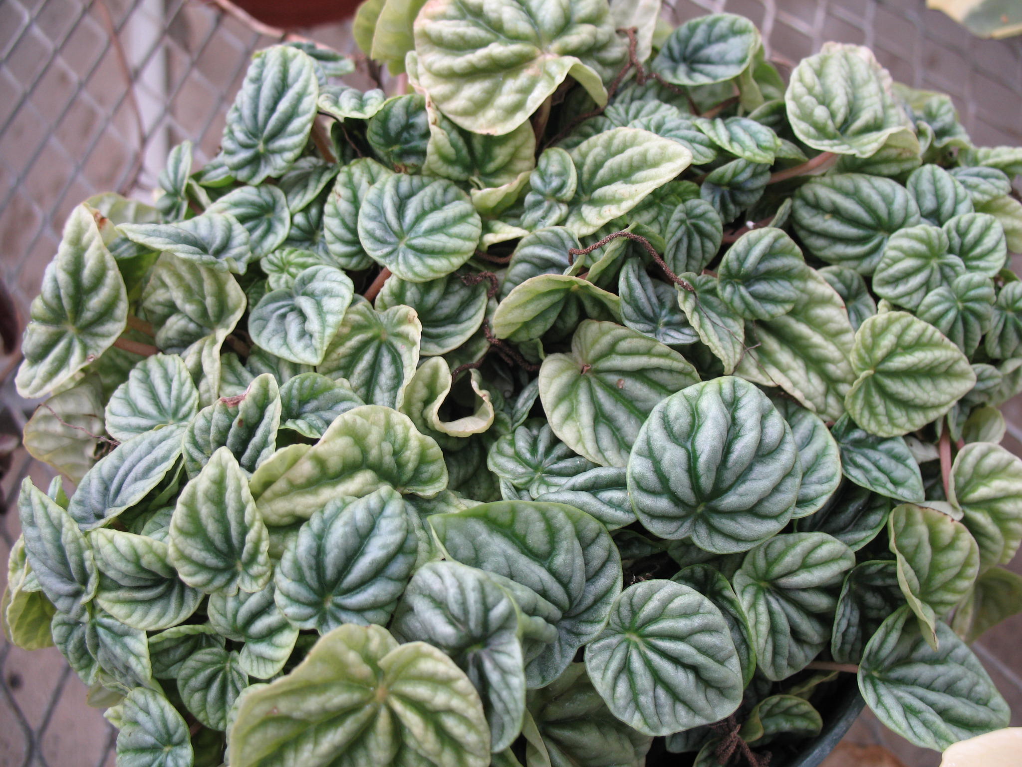 Peperomia caperata 'Emerald Ripple' / Emerald Ripple Peperomia