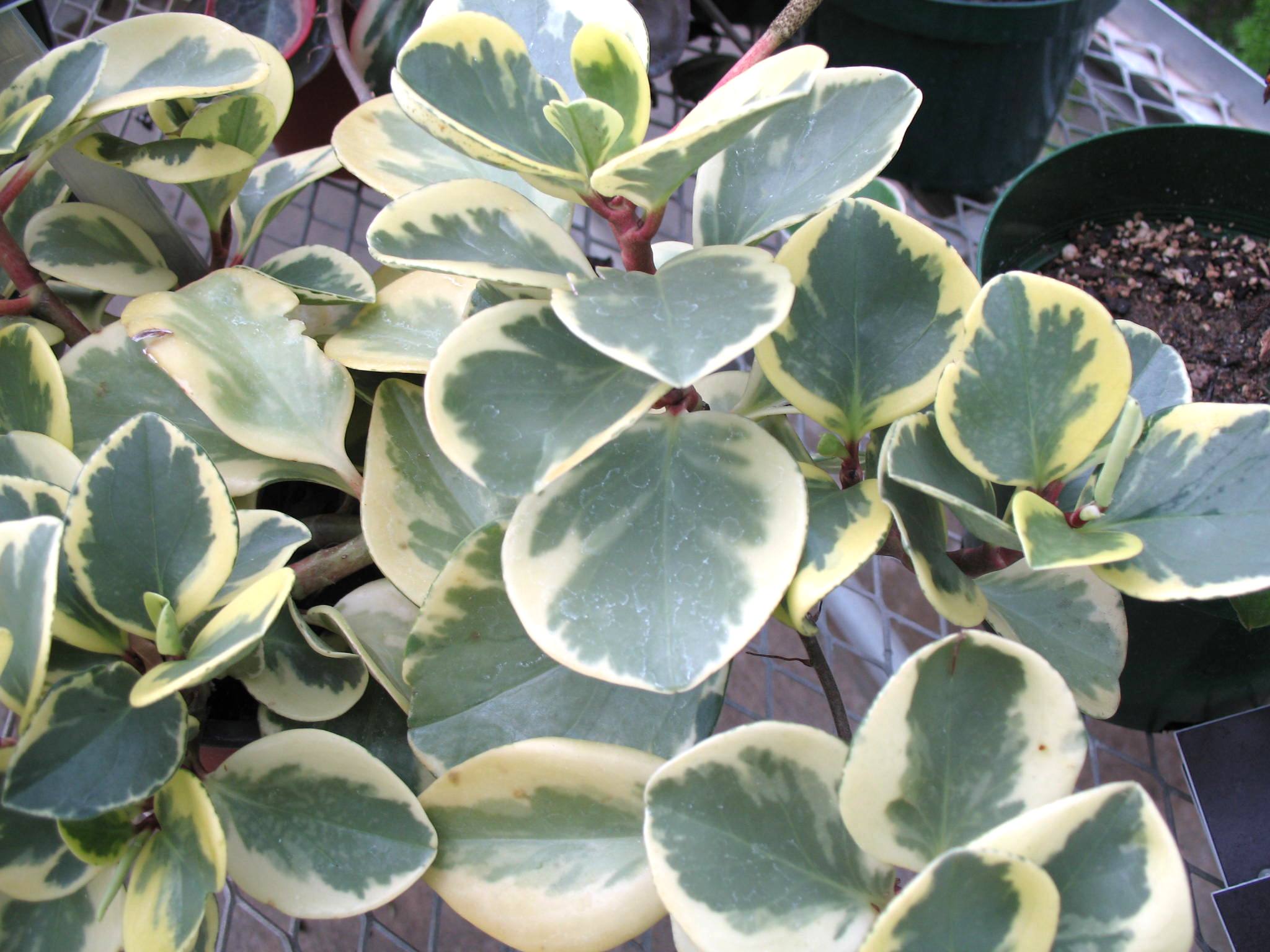 Peperomia oblusifolia 'Variegata'  / Variegated Baby Rubber Plant