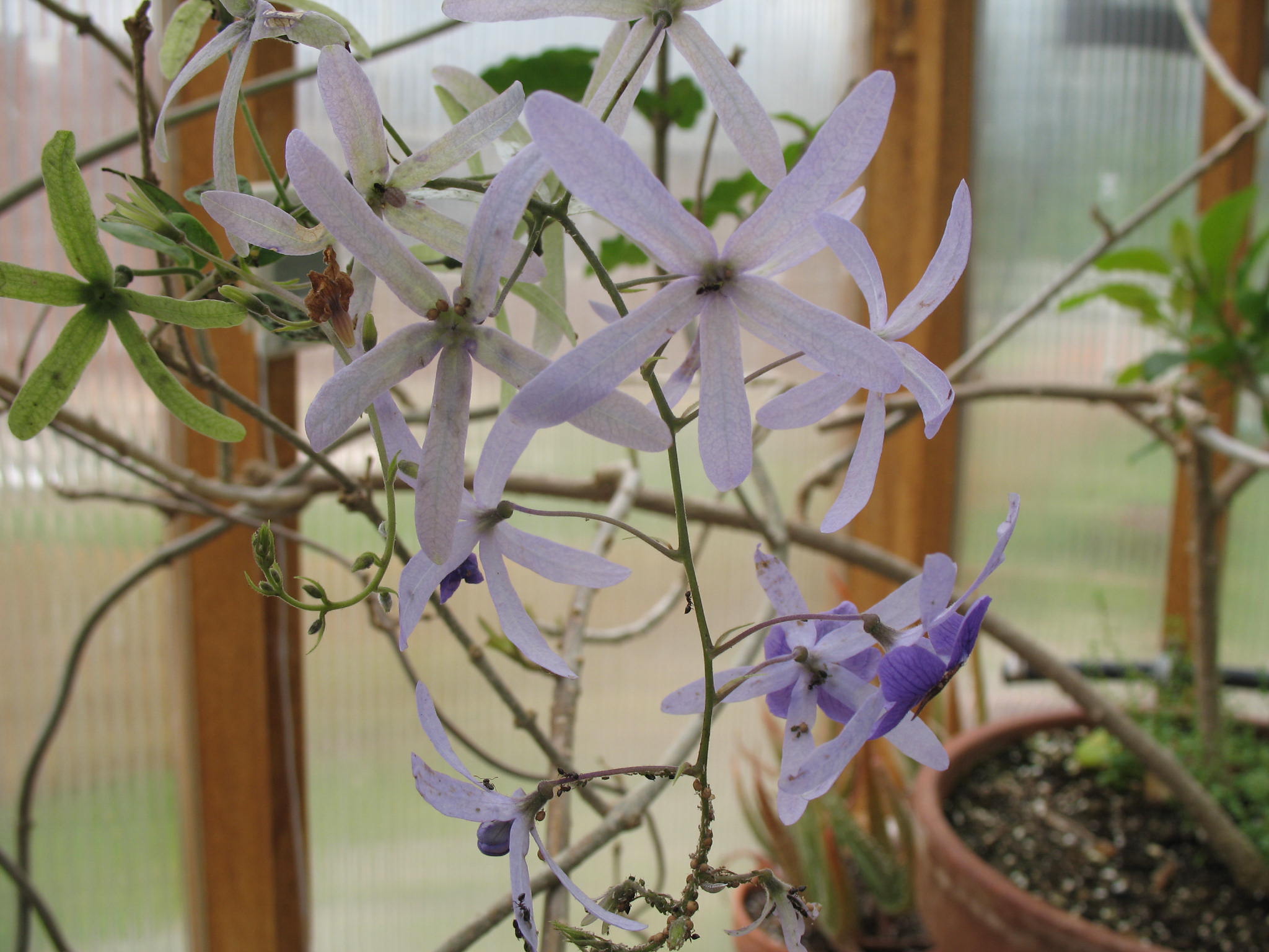 Petrea volubilis / Sandpaper Vine, Queen's Wreath