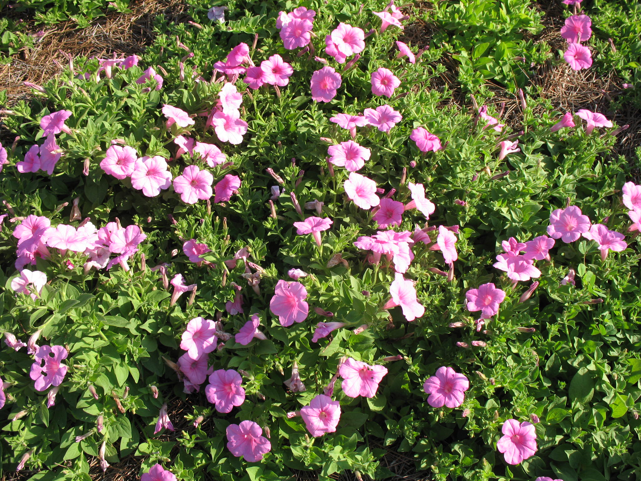 Petunia 'Explorer Pink'  / Petunia 'Explorer Pink' 