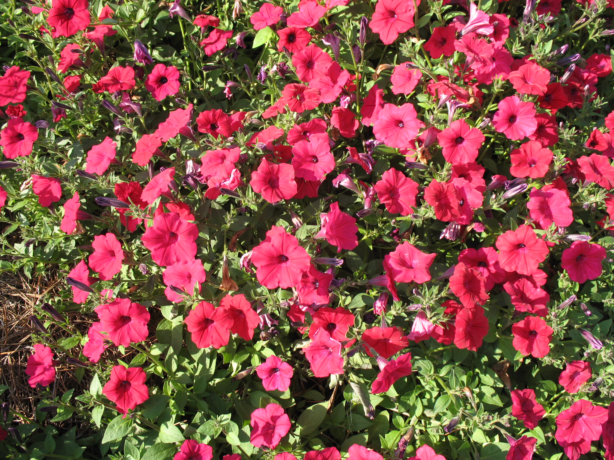 Petunia 'Tidal Wave Cherry' / Cherry Wave Petunia