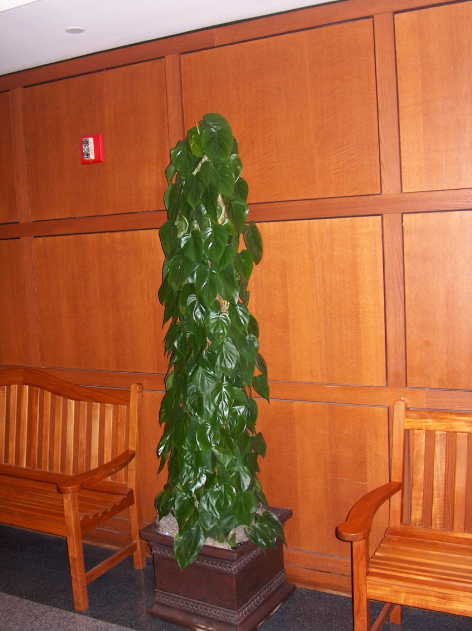 Philodendron cordatum / Philodendron cordatum