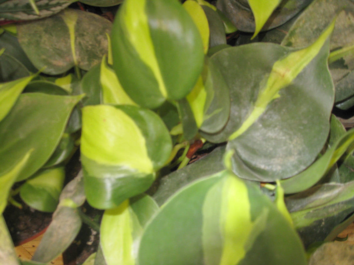 Philodendron scandens 'Variegata' / Philodendron scandens 'Variegata'