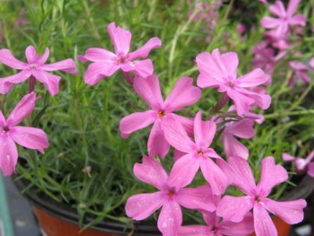 Phlox subulata 'Crimson Beauty'  / Phlox subulata 'Crimson Beauty' 