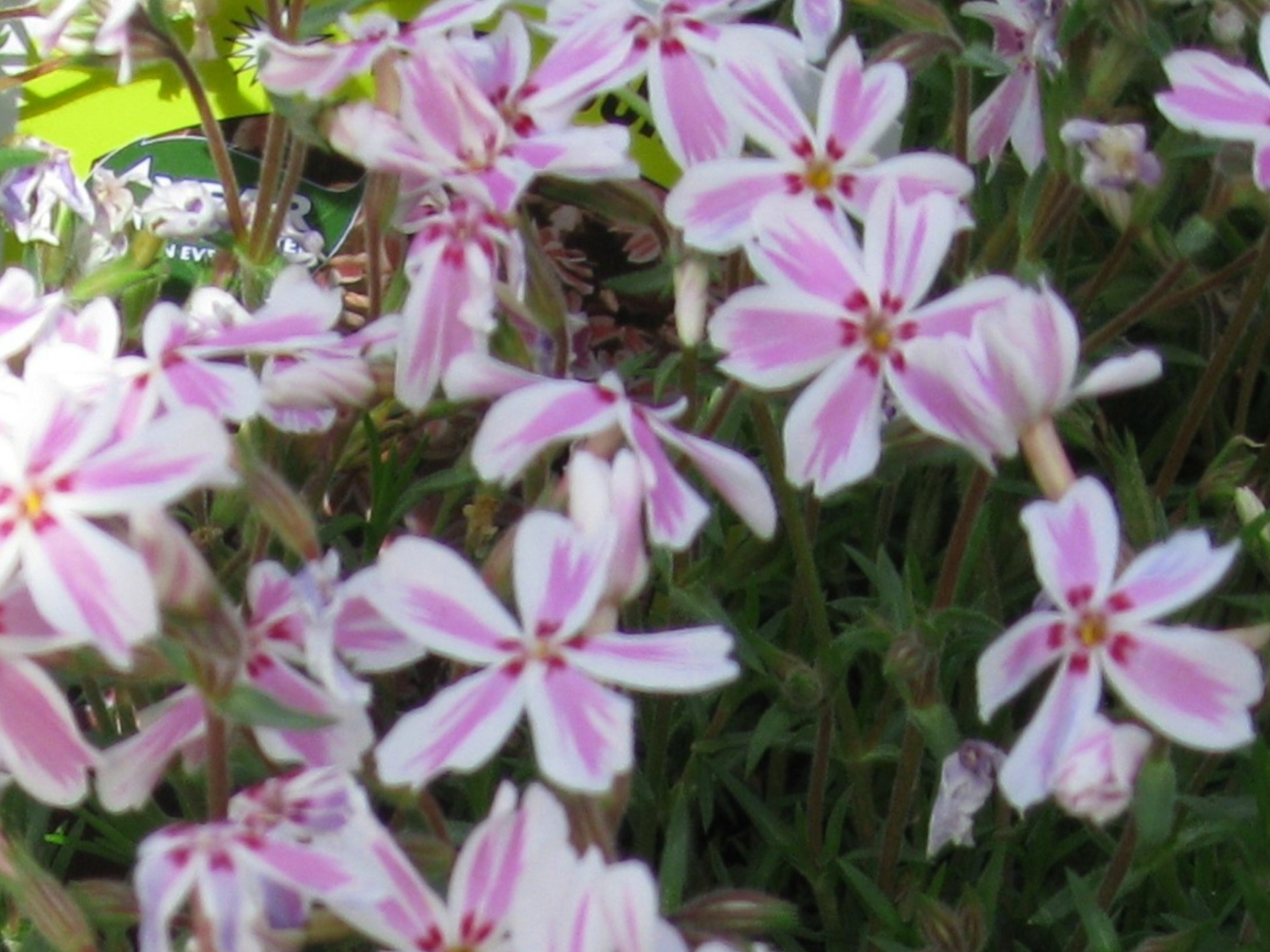 Phlox subulata 'Candy Stripe' / Candy Stripe Phlox