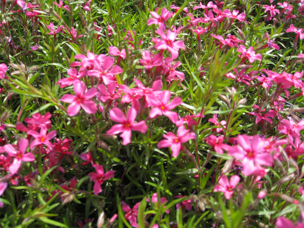 Phlox subulata 'Scarlet Flame' / Phlox subulata 'Scarlet Flame'