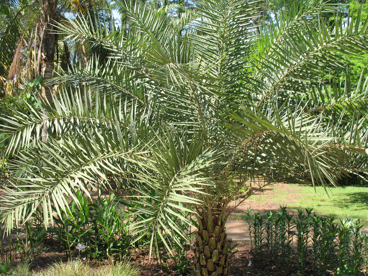 Phoenix sylvestris / Silver Date Palm, Sugar Date Palm