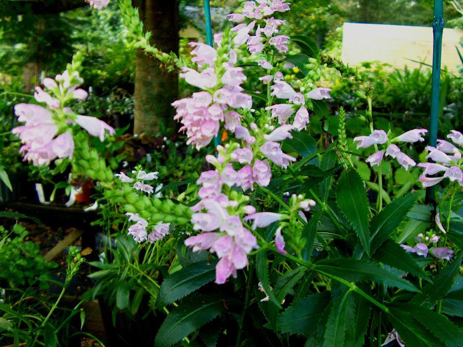 Physostegia virginiana  / Obedient Plant, False Dragonhead