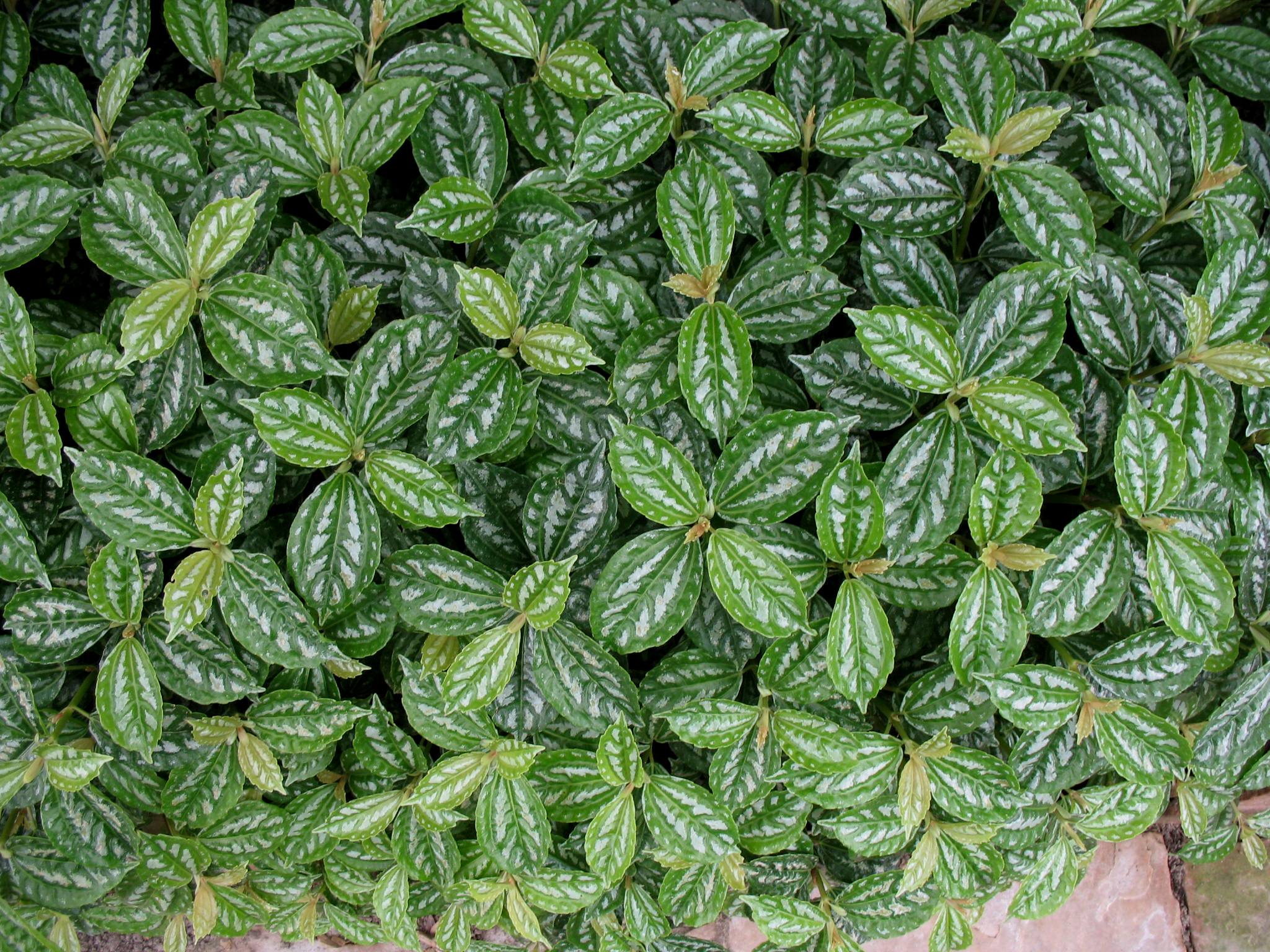 Pilea cadierei / Aluminum Plant