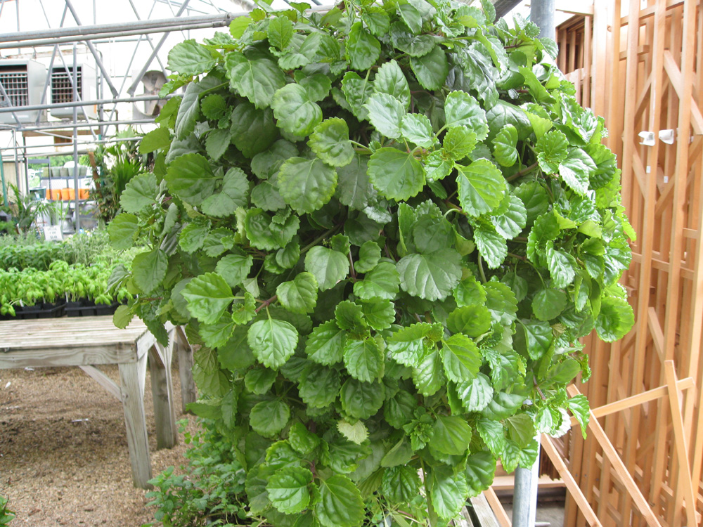 Plectranthus australis / Swedish Ivy