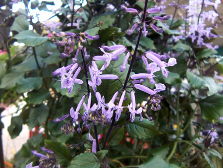 Plectranthus 'Mona Lavender' / Plectranthus 'Mona Lavender'