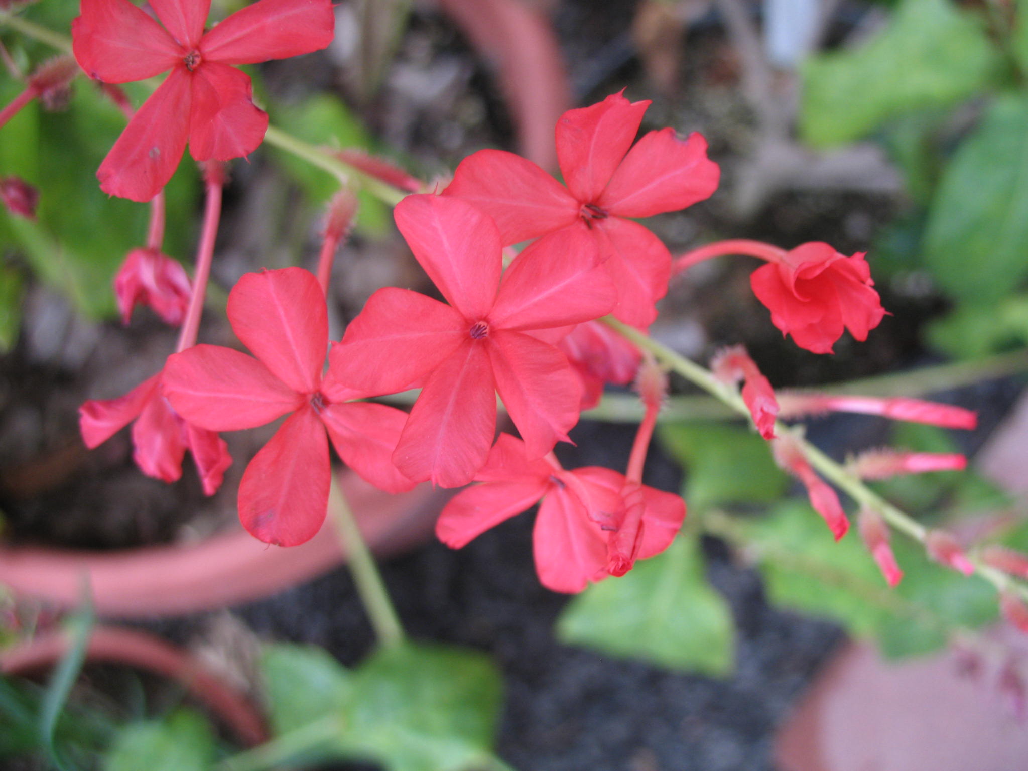 Plumbago indica, Plumbago rosea / Red Plumbago, Rose-colored Lead-wort