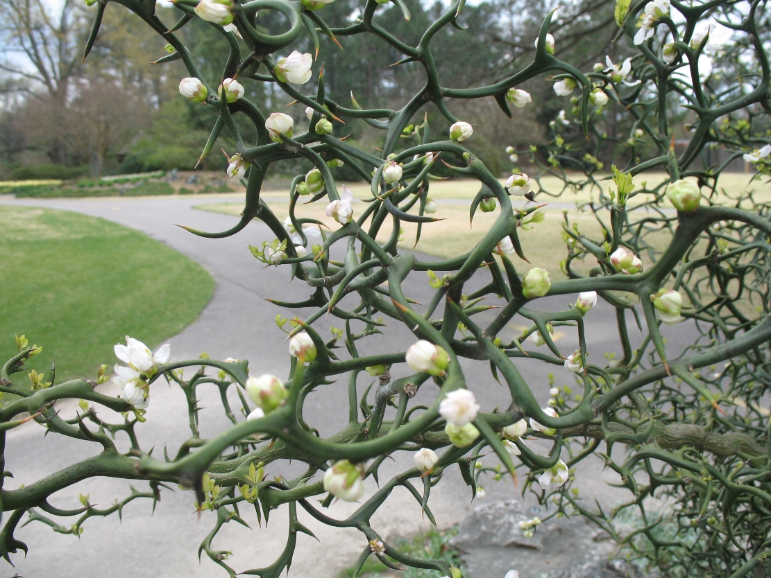 Poncirus trifoliata 'Flying Dragon'  / Poncirus trifoliata 'Flying Dragon' 