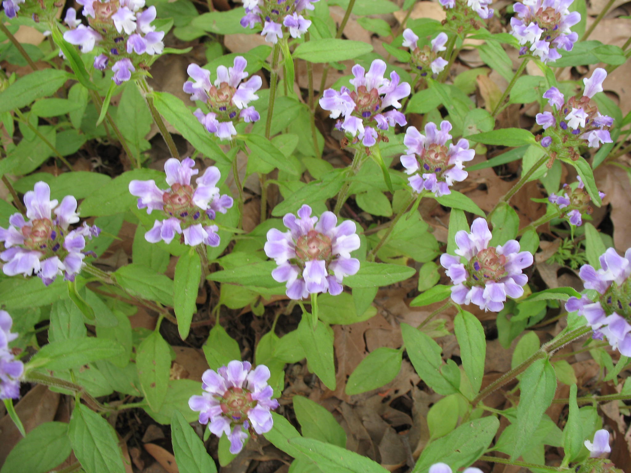 Prunella vulgaris / Selfheal, Heal All