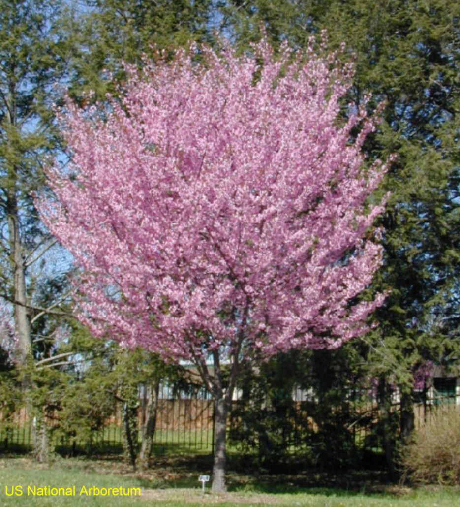 Prunus Flowering Cherry Tree