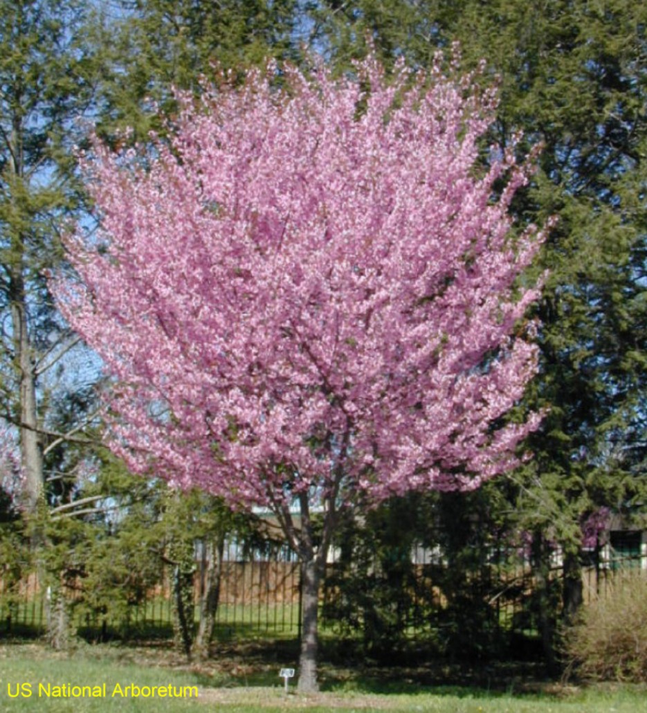 Prunus 'Dream Catcher' / Prunus 'Dream Catcher'