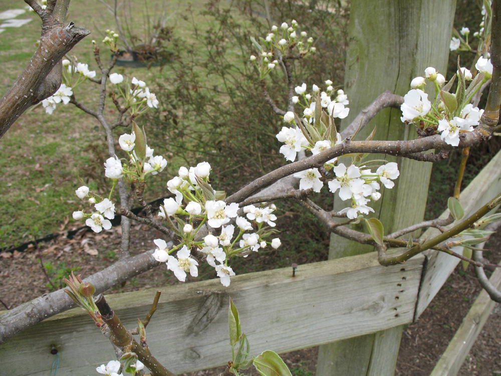 Pyrus 'Korean Giant' / Pyrus 'Korean Giant'