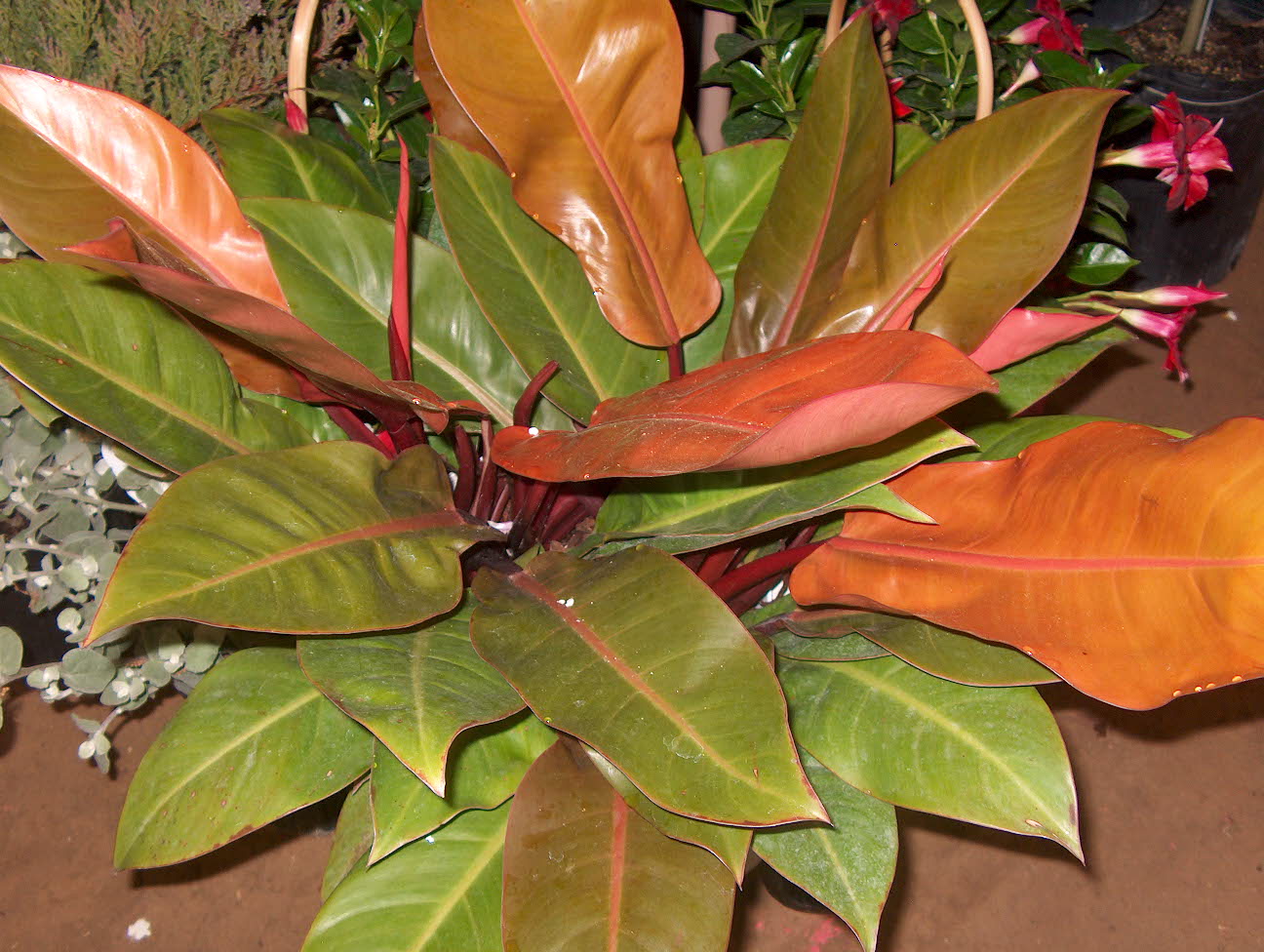 Online Plant Guide - Philodendron &#39;Autumn&#39; / Autumn Philodendron