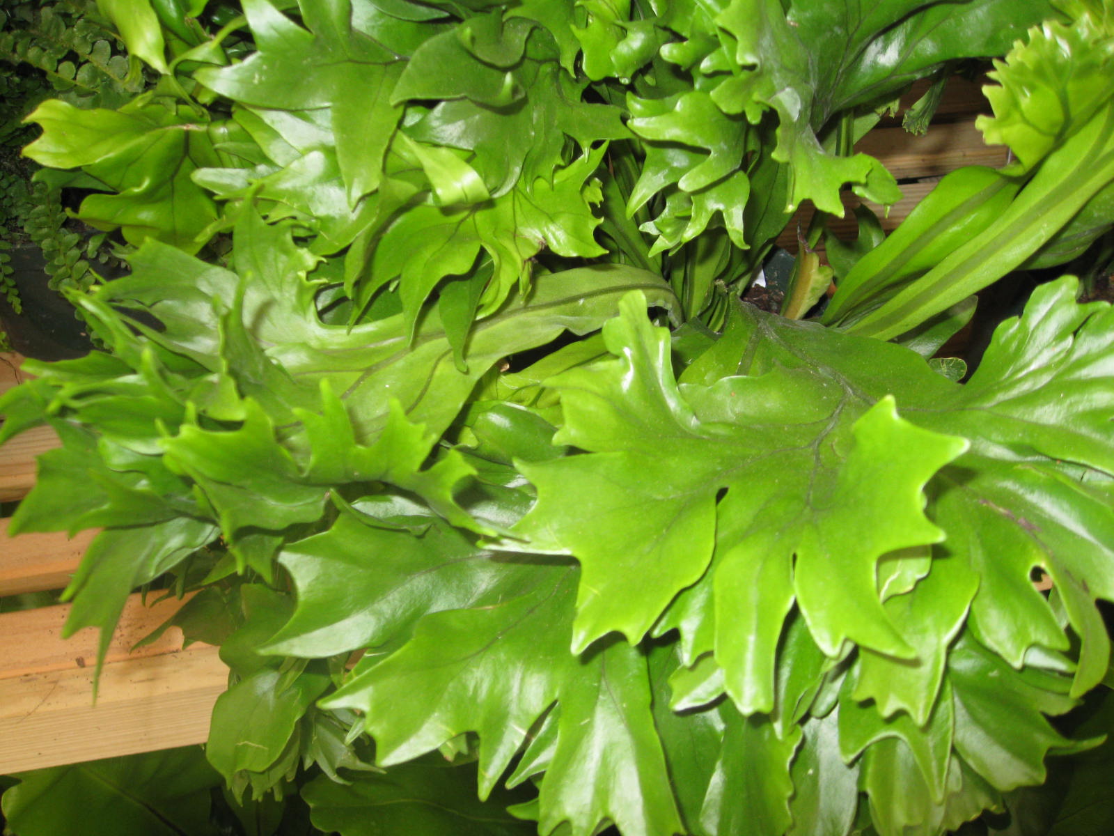 Polypodium punctatum 'Grandiceps'  / Dwarf Elkhorn Fern