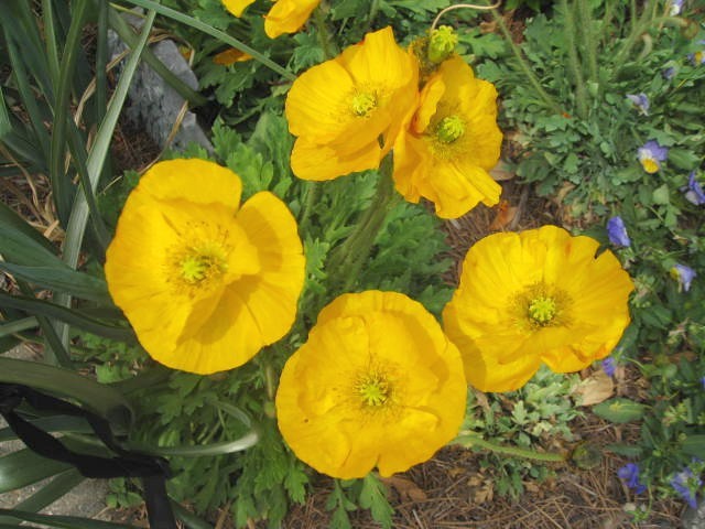 Papaver nudicaule / Papaver nudicaule