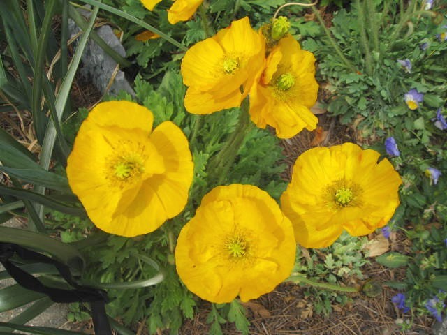 Papaver nudicaule / Iceland Poppy