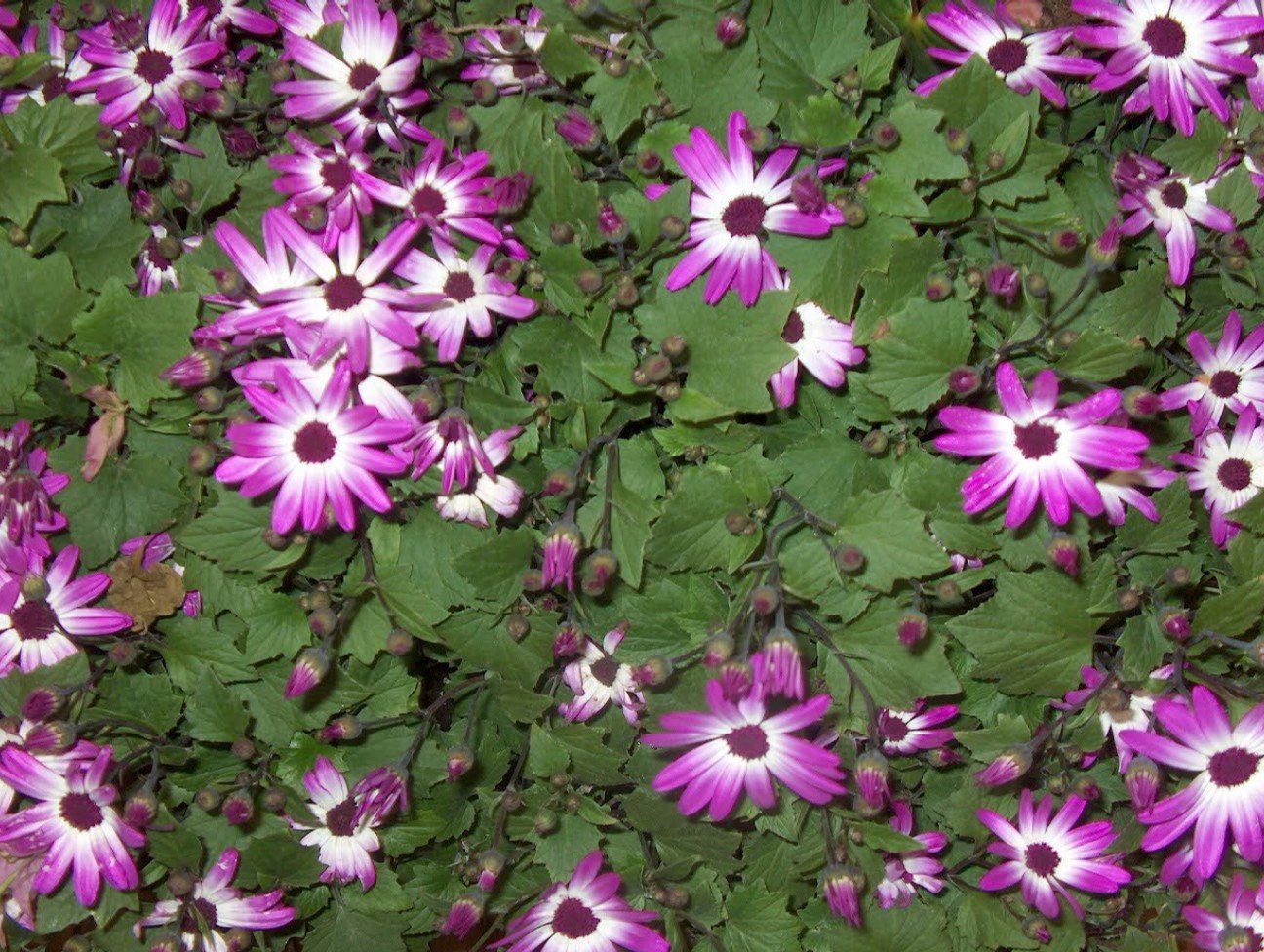 Pericallis 'Senetti magenta Bi-color'' / Pericallis 'Senetti magenta Bi-color''