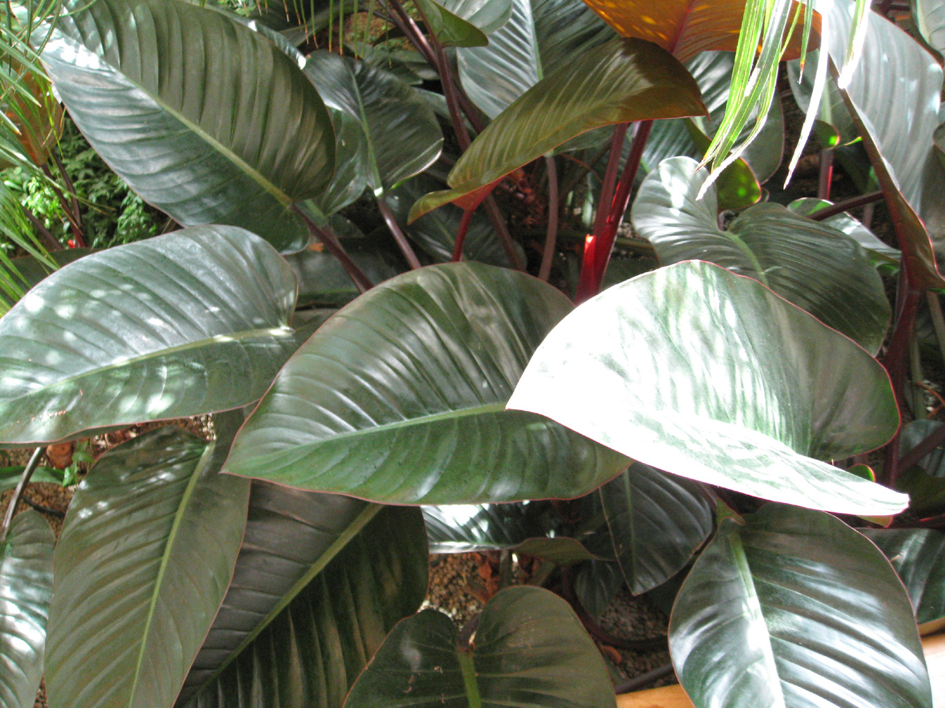 Philodendron 'Imperial Red' / Philodendron 'Imperial Red'