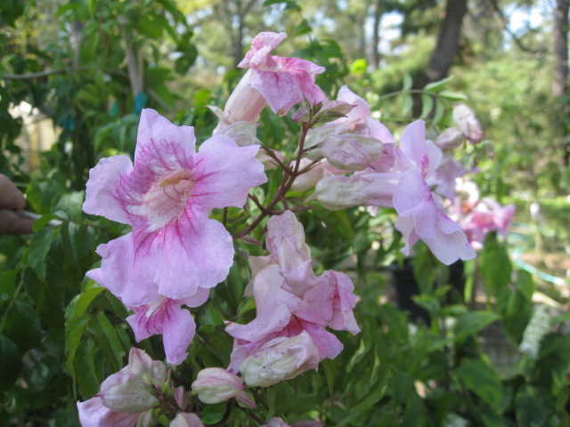 Podranea ricasoliana   / Pink Trumpet Vine