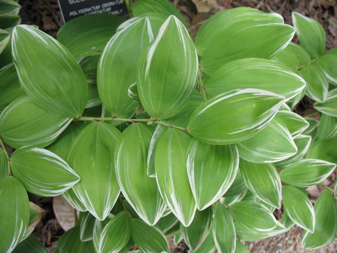 Polygonatum odoratum 'Variegatum'   / Fragrant Solomon Seal