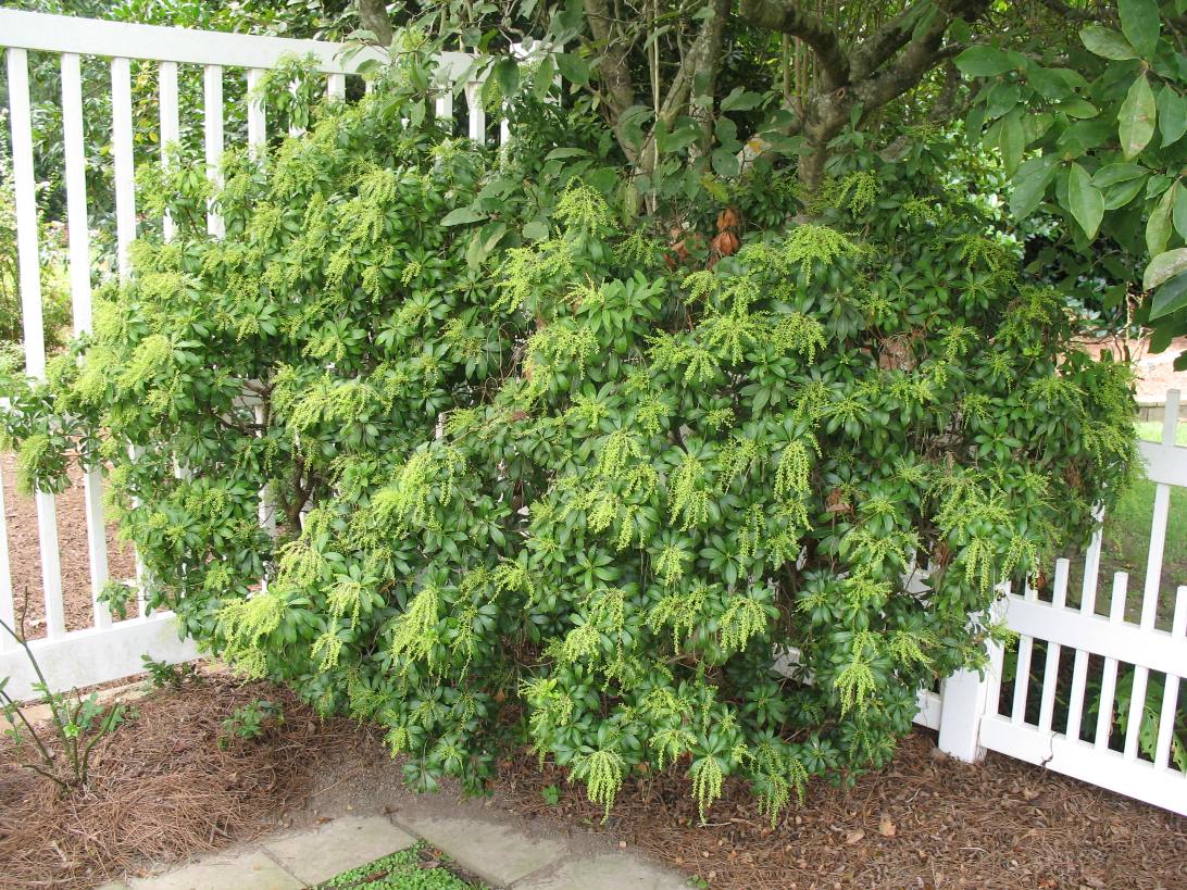 Pieris japonica 'Karenoma'  / Lily-of-the-Valley Bush