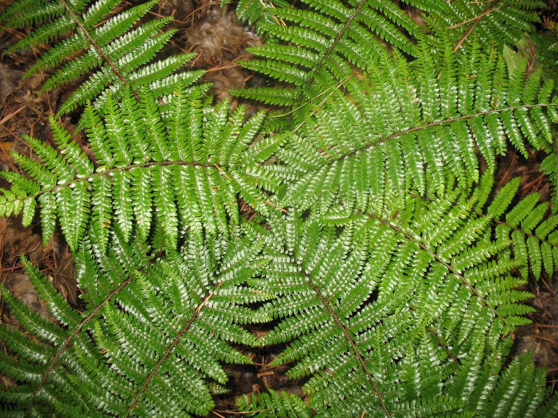 Polystichum polyblepharum / Korean Tassel Fern, Japanese Tassel Fern